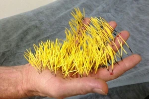 Tưởng nhím là chuột, phải nhập viện khẩn cấp vì vỗ nhầm