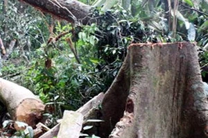 4 người chết vì vào rừng khai thác ươi