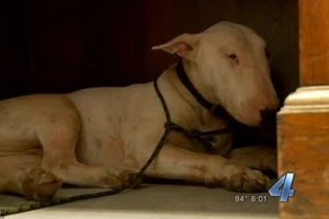 Chú chó trung thành ngồi canh xác chủ suốt thời gian dài