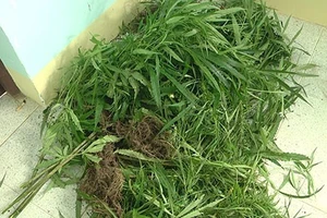 Trồng "vườn" cần sa để cho heo gà ăn mau lớn!