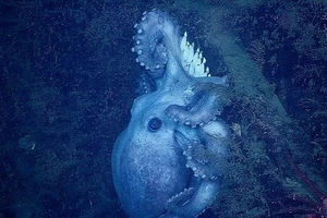 Kỳ lạ: Một con bạch tuộc ấp trứng hơn... 4 năm ròng