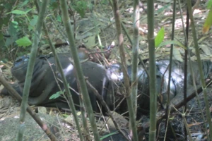 Phát hiện xác chết bị cắt rời đầu trong rừng 