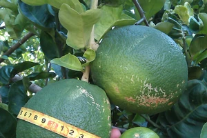 Kỳ lạ trái chanh to bằng... trái bưởi