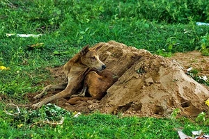 Thương tâm: Chú chó tuyệt thực nằm bên mộ chủ suốt hơn 2 tuần