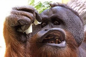 Khi động vật làm xấu