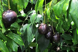 Kết luận độc tính cây Hồng Trâu làm năm trẻ tử vong