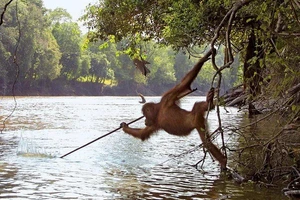 5 loài vật có trí thông minh như người