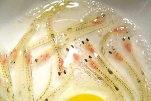 Hoảng hồn với 7 món ăn 'siêu kinh dị' nhất hành tinh