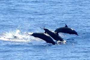 Cá heo điên cuồng “bao vây” và tấn công 5 người ở bãi biển