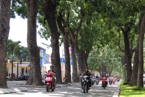 Hot: Sài Gòn lại sắp chia tay hàng cây trăm tuổi
