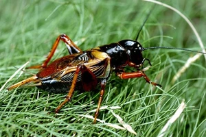 Đổi đời nhờ... dế