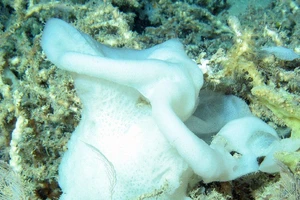 5 loài động vật “trường sinh bất lão” 