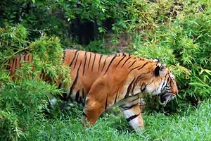 TP.HCM: Học sinh hưởng ứng ‘Nói không với sản phẩm động vật hoang dã quý hiếm’