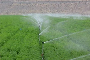 Đảo Lý Sơn áp dụng hệ thống tưới phun tự động 