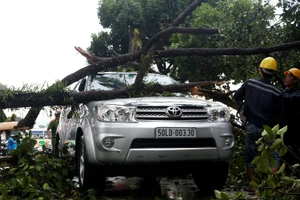 TPHCM: Mưa giông, hàng loạt cây xanh bật gốc đè sập nhà và ô tô