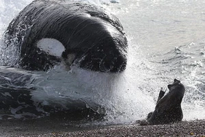 Hai chú cá voi sát thủ 'phát điên' vì bị giam quá lâu