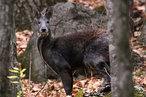 Hươu ma cà rồng cực hiếm tái xuất hiện ở Afghanistan 