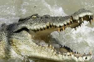 Truy tìm con cá sấu sổng chuồng