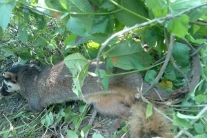 Súng cướp cò, thiệt mạng khi đi săn thú rừng