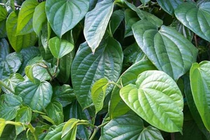Bất ngờ với công dụng trị bệnh của lá trầu không