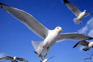 Dừng bay vì chim va vào máy bay