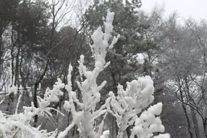 Hình ảnh tuyết rơi dày ở Sapa