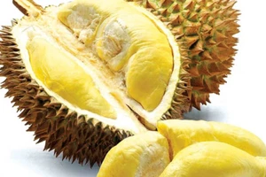 Lợi và hại ít người biết của sầu riêng