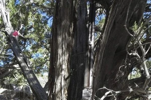 Phát hiện súng trường 132 năm tuổi dựa vào thân cây