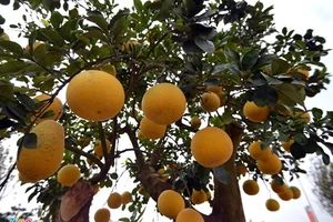 Cây bưởi cổ thụ "độc" sai trĩu quả trả trăm triệu chưa bán