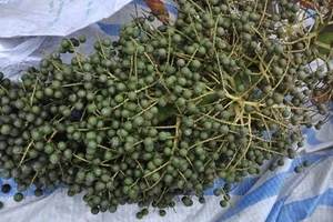 Xôn xao cây “lạ” cho hàng vạn quả