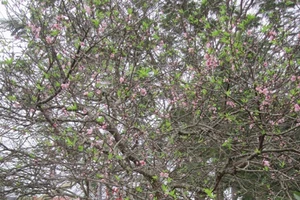 Chiêm ngưỡng cây đào phai đại thụ giá 70 triệu đồng