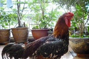 Gà Hồ “tiến Vua” danh bất hư truyền