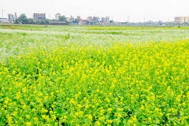 Phát hiện xác nam giới khỏa thân giữa cánh đồng