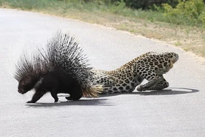 Báo đốm hung hãn bị thương nặng vì cố gắng ăn thịt con nhím