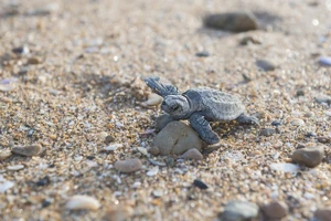 Rùa non Glapagos quý hiếm lần đầu chào đời sau hơn 100 năm