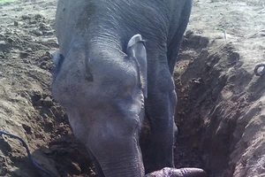 Voi mẹ cố gắng cứu con thoát khỏi giếng nước trong suốt 11 tiếng