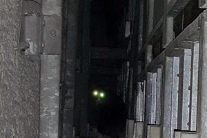 Chú mèo được giải thoát sau 5 năm mắc kẹt trong bức tường