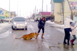 Sư tử cắn bé gái khi được dắt đi dạo trên đường