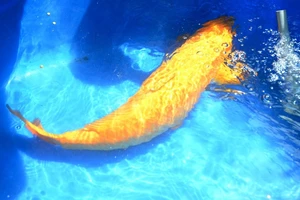 Cá Koi ‘khủng’ của Nhật về vùng ven Sài Gòn