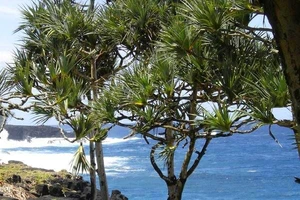 Loài cây 'sang chảnh' chỉ mọc trên đất có kim cương