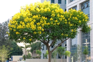 Dời cây Giáng Hương từ đường Mai Chí Thọ về phố đi bộ Nguyễn Huệ?