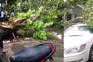 Cây bồ đề lớn bị đổ sập sau trận mưa ngay trung tâm TPHCM