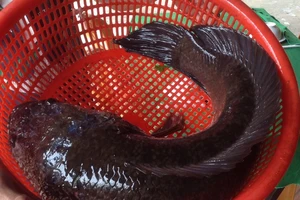 Choáng với cá lóc khủng nuôi trong... hồ kiếng