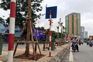 35 cây Lát hoa đầu tiên được trồng mới tại phố Nguyễn Chí Thanh