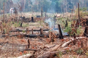 Khởi tố 3 đối tượng hủy hoại rừng 