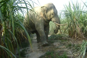 Cả buôn làng khủng hoảng vì bị đàn voi rừng lì lợm 'quậy tưng'