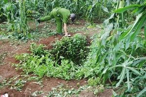 Kẻ cắp gặp… giếng sâu?