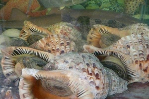 Quảng Ninh: Ngất xỉu vì bị 'chém' 2,5 triệu đồng một... con ốc