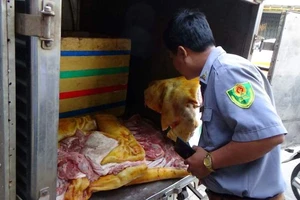 Phát hiện đường dây biến heo nái già thành heo rừng