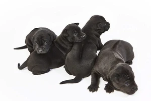 Chó Phú Quốc siêu hiếm bán ở Châu Âu giá... 340 triệu đồng/con